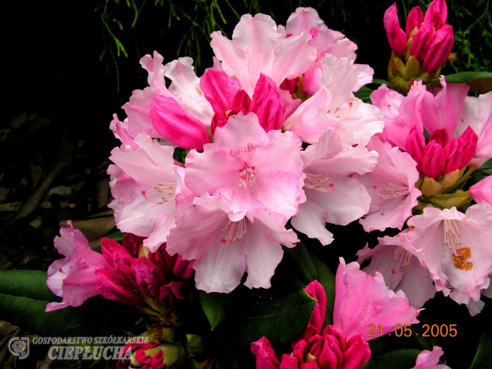 Рододендрон якушиманский Шнивитчен